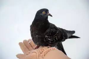 Rozpis Směn