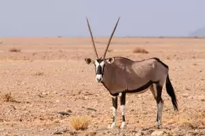 Oryx X330